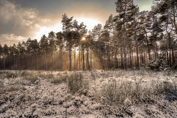Promienie słońca nad zimową leśną polaną © SebbPL