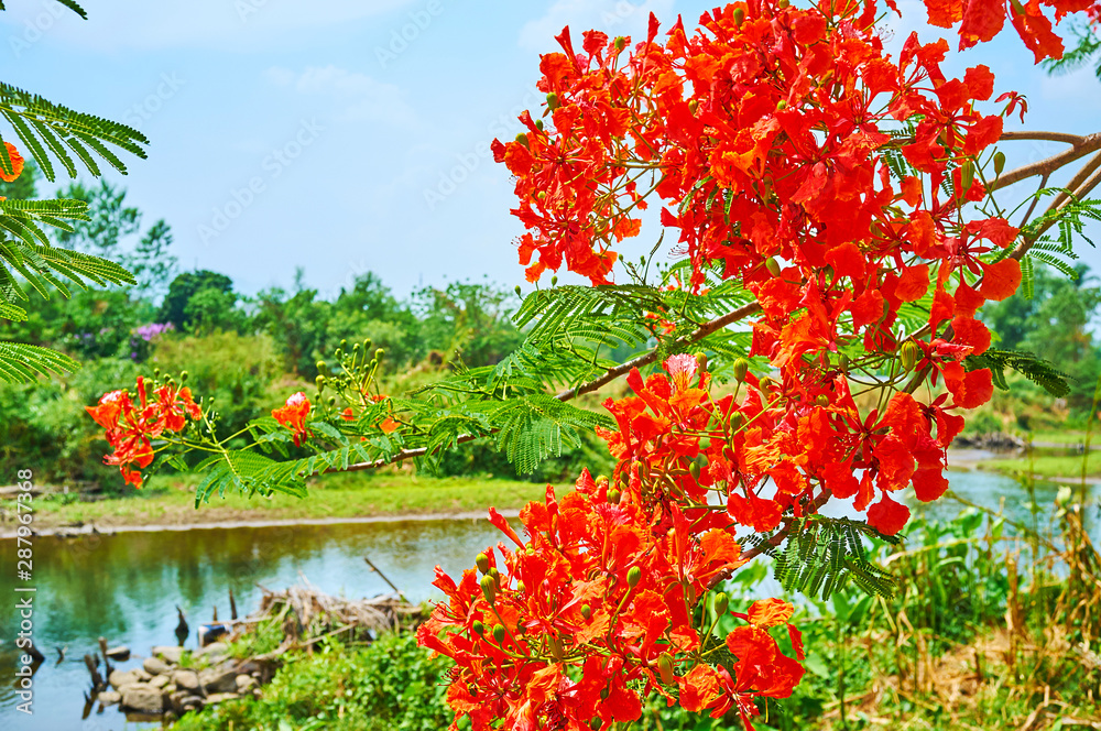 Canvas Prints Flowers of flame tree, Thailand