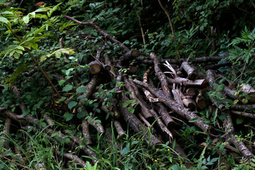 Vegetation in the countryside