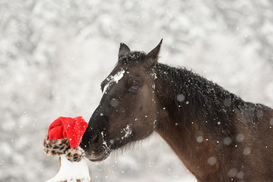 Der Nikolaus warda. Schwarzes Pferd im Schnee schnuppert an roter M&uuml;tze