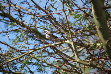 Moineau du Cap - Cape Sparrow ; Afrique du Sud - Southern Africa