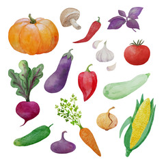 vector hand painted watercolor collection of fresh ripe vegetables, food elements isolated on white background