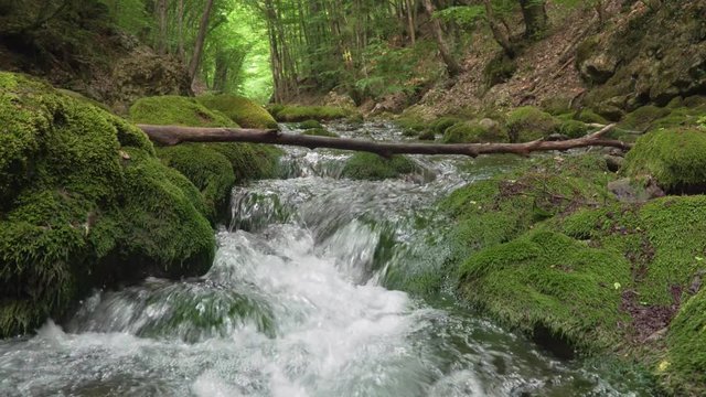 Spring rill flow into canyon. Green forest and clean water in river. Nature composition.