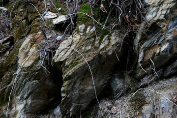 Vegetation in the countryside