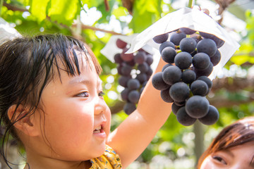 ブドウ狩りをする子供