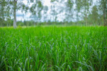 Rice plants in the field grow, picture of a green rice plant contrasting with the sky and trees on the rice field.