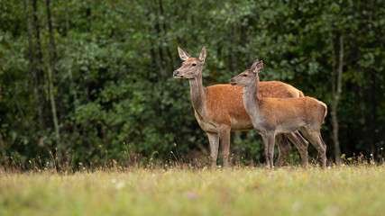 Naklejka na ściany i meble Cute red deer, Cervus elaphus, hind and fawn in nature looking aside with copy space. Two wild animals in wilderness standing and watching.