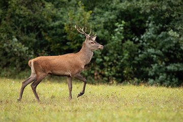 Red deer, Cervus elaphus, stag walking on a meadow with leg mid-air in nature with copy space. Male mammal with antler in autumn with blurred background