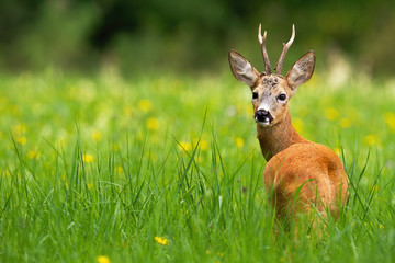 Roe deer, capreolus capreolus, buck looking behind on a green meadow with blooming yellow...