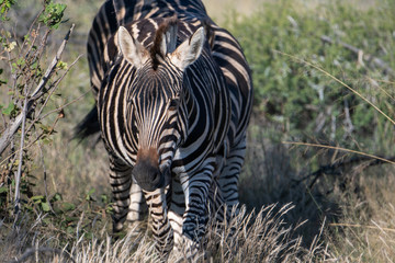 Zebra (equus quagga) in grassland in the Timbavati Reserve, South Africa