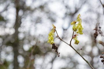 Corylopsis spicata flower