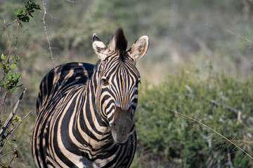 Zebra (equus quagga) in grassland in the Timbavati Reserve, South Africa