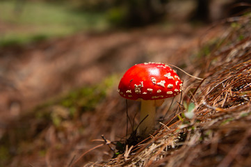 Hongo de amanita