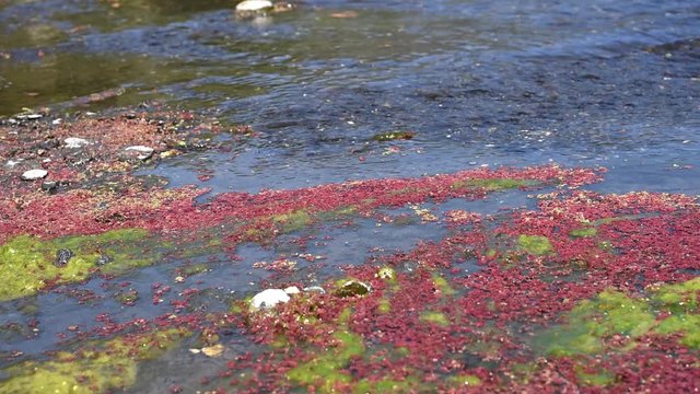 colorful red azolla floating of the river at winter at Wujie , Nantou, Taiwan