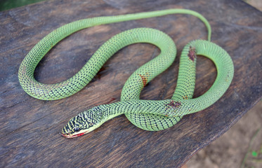 Rough Green Snake on Green