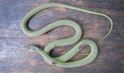 Animals: green tree python