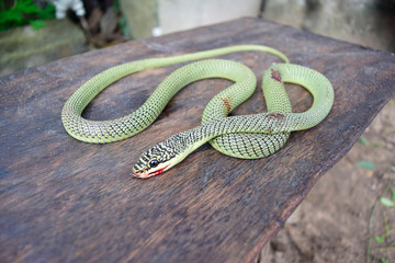 Red-tailed Green Ratsnake