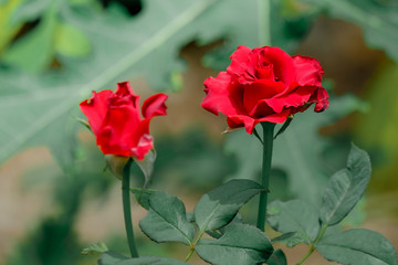 Red rose flower blooming in roses garden