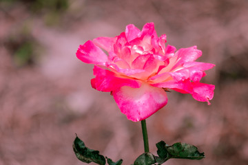 Pink rose flower blooming in roses garden