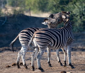 Zebras (Equus quagga) fighting in grassland in the Madikwe Reserve, South Africa