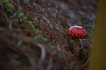 Hongo de amanita
