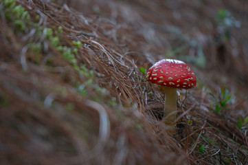 Hongo de amanita