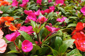 Varieties of impatiens flowers are planted in the plant nursery and are blooming.
