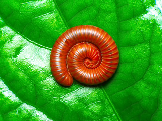 Millipedes on green leaves.red millipede in defensive coil on a green leaf