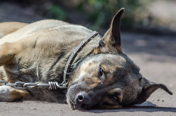 Outbred chain dog sadly lies on the ground