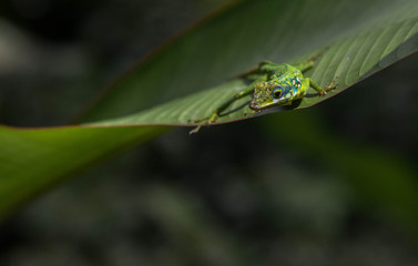 Lézard Martiniquais