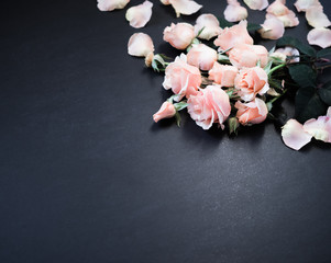 Rose Flowers on Dark Background. Pink Roses, Copy Space