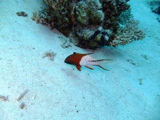 Lyretail Hogfish - Bodianus Anthioides