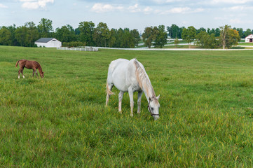 Fototapeta premium Thoroughbred