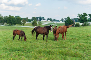 Naklejka na ściany i meble Thoroughbred