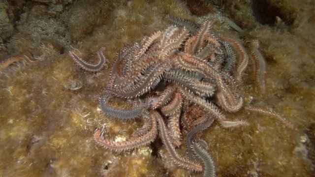 A lot of fireworms in mating season. Close up, Real timing. Bearded Fireworm (Hermodice carunculata) Underwater shot. Mediterranean Sea, Europe.