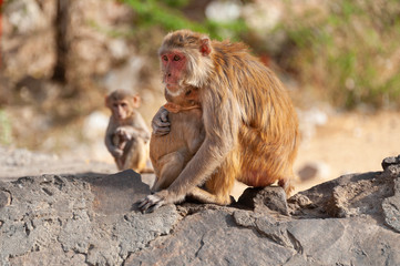 Mother monkey (Rhesus macaque) hugging her baby with another young monkey in the background