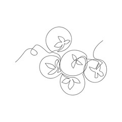 continuous line drawing of tomatoes. isolated sketch drawing of tomatoes line concept. outline thin stroke vector illustration