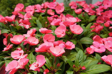 Varieties of impatiens flowers are planted in the plant nursery and are blooming.