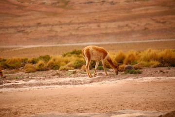 Llama feeding in the desert (Llama guanaco). Sand and colorful vegetation. Bolivia desert, Potosi region 