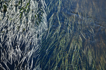 algae on the river smoothly meander in the direction of the current.