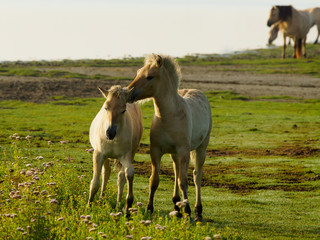 Obraz na płótnie Canvas horse on the foals cuddle each other background mother grass en water