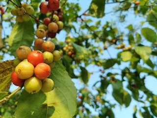 lovi-lovi, batoko plum, Flacourtia inermis fruits in the Singapore roads fruit season in the Singapore, Bukit Timah Nature Reserve