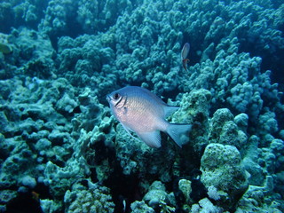 Pale Damselfish - Amblyglyphidodon Indicus