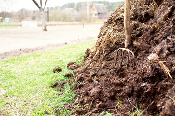 Pitchfork in manure. Agricultural works on a kitchen garden