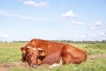  Cow lying sleeping curled up in the grass, breed "deep-red" a Dutch heritage cattle, with horns.