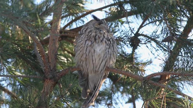 Long-eared owl (Asio otus, previously Strix otus) sitting on a branch of pine and napping
