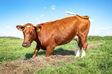 Naklejka na ściany i meble Kneeling cow stands up, in a pasture with blue sky with white clouds, breed: 