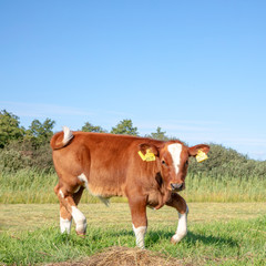 Fototapeta na wymiar Dear newborn deep-red calf, bull, is playful attacking in a meadow, full body, a dutch heritage cattle breed.