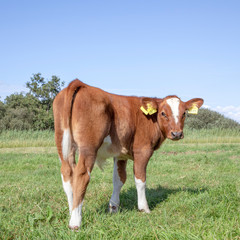 Naklejka na ściany i meble Newborn dinky deep red calf stands touching in the grass in a meadow, full body, looking backwards.