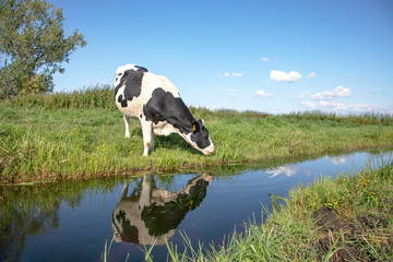 Drinking cow, reflection in a ditch, in a typical Dutch landscape of flat land and water and at the...